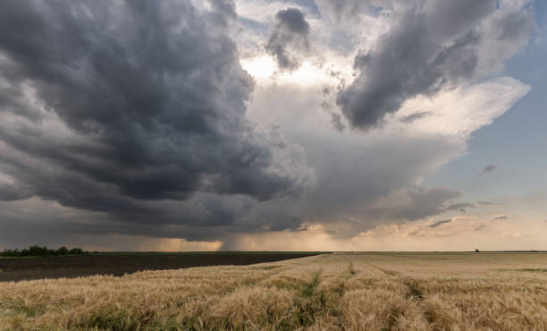 istock Dark stormy clouds above the wheat field 1055083192
