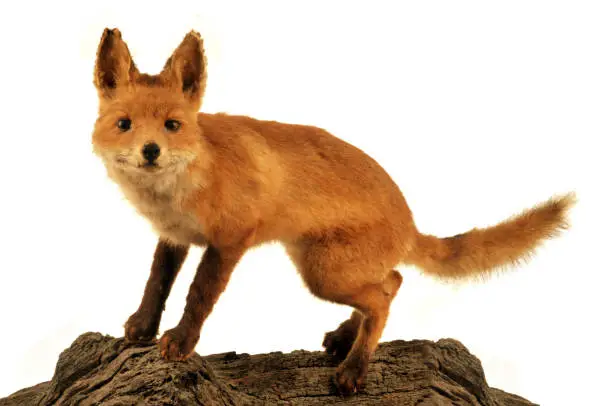 Photo of Stuffed fox