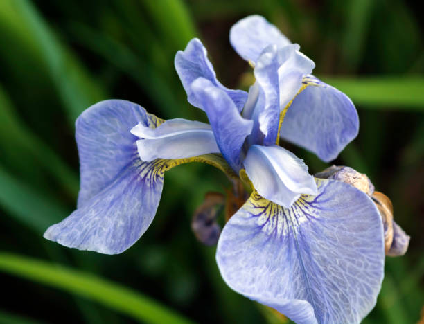 istock Closeup of flowering blue Iris flower head 1055089244