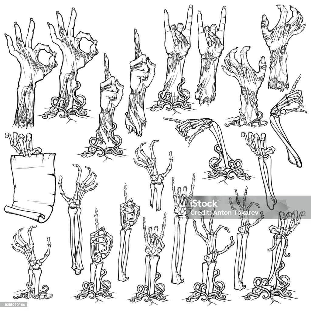 Zombie body language. Set of lifelike rotting zombie hands and skeleton hands rising from under the ground and torn apart. linear drawing isolated on white background. Zombie body language. Set of lifelike rotting zombie hands and skeleton hands rising from under the ground and torn apart. linear drawing isolated on white background. EPS10 vector illustration Human Skeleton stock vector