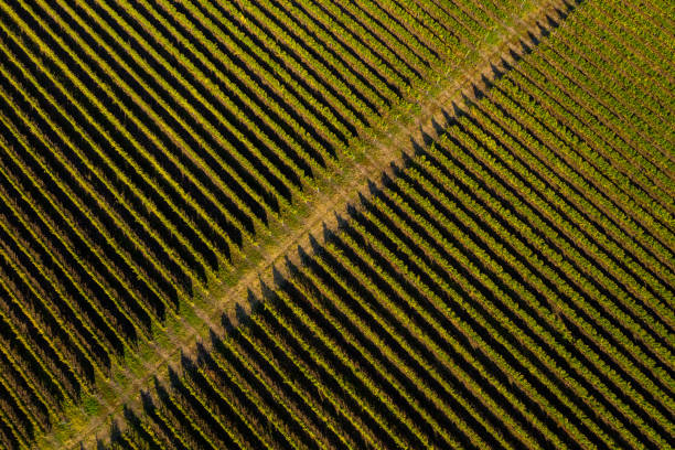 istock Aerial top view of vineyard 1055091896