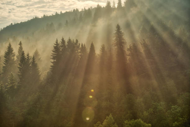 istock sunbeams over the woodland 1055093654