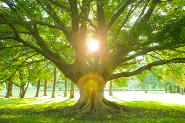 朝の公園の木 ストックフォト