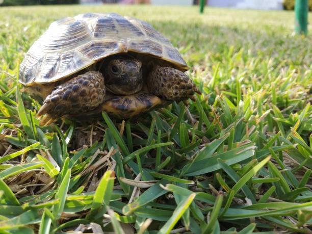 light up tortoise
