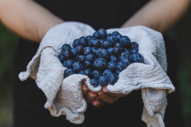 istock Blueberries In Hand Photo 1055095054