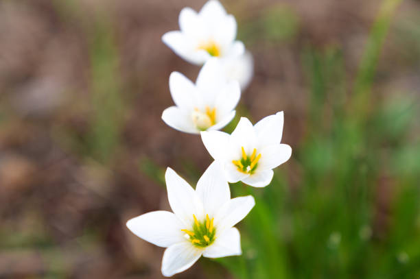 istock White flowers blooming side by side / white rain lily 1055095218