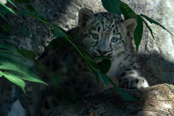 istock newborn puppy snow leopard close up portrait 1055100938
