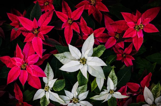 close up of poinsettia flower with sunlight