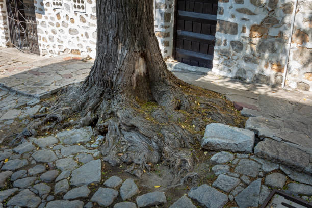 big tree root on a cobblestone street, broken street pavement