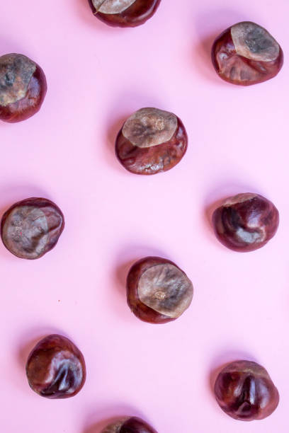istock Geometric pattern with chestnut seeds, autumn pink background 1055105800