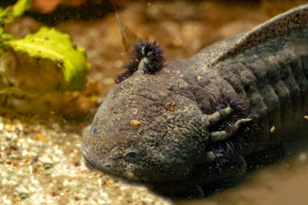 istock Axolotl underwater portrait 1055105822