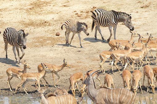 Las cebras de Impala y mayor kudu en charca Masuma Dam Zimbabwe photo