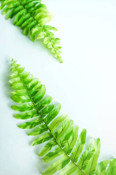 istock Tuber Sword Fern, Sword Fern. 1055107386