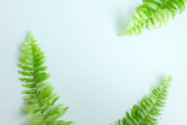 istock Tuber Sword Fern, Sword Fern. 1055107744