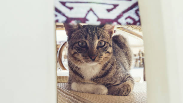 istock Gray cat resting on a chair under the table. 1055110732