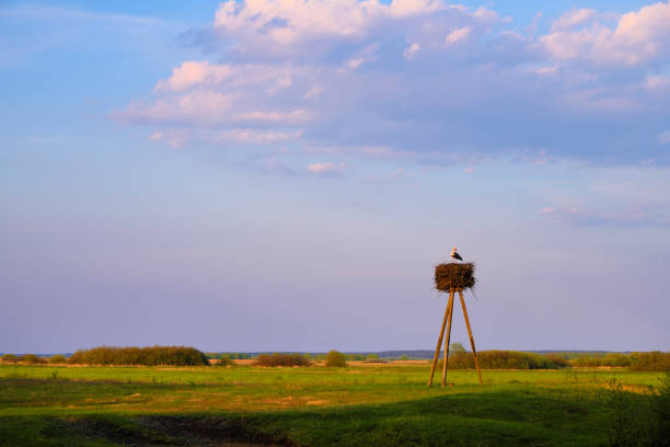 Panoramic view of wetlands covered with early spring green grass, woods and nesting White Stork in Biebrza River wildlife refuge in north-eastern Poland.
