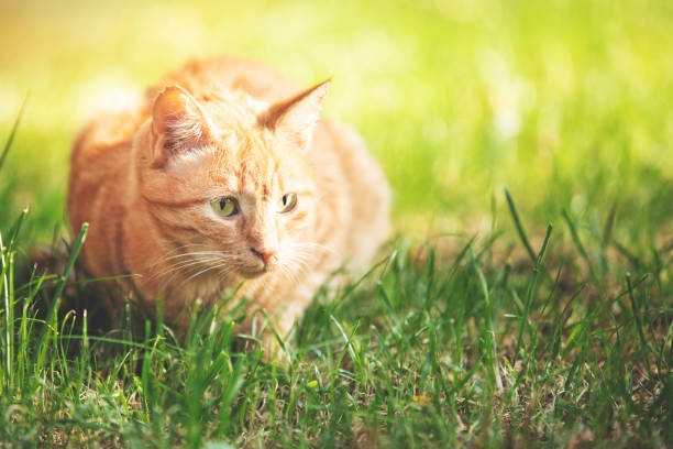 istock Cute cat under sunshine at park 1055113888