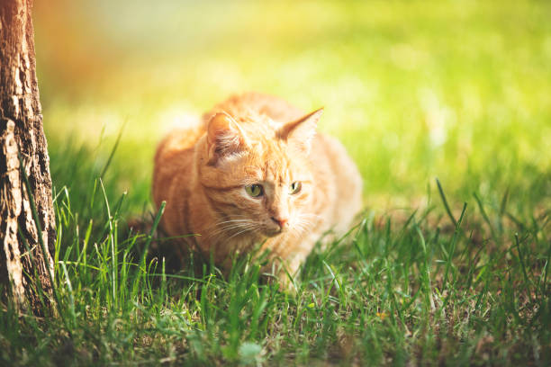 Cute cat under sunshine at park