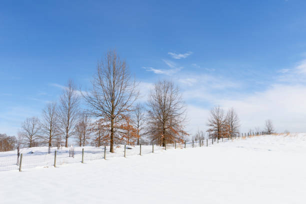 istock Winter Scenic of Snow, Trees and Blue Sky 1055114210