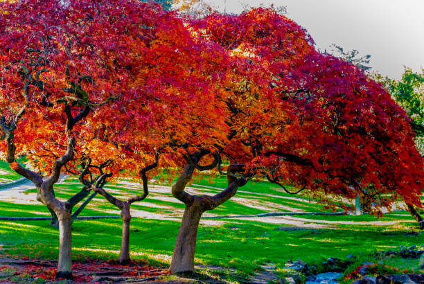 Maple trees in autumn (Torino, Piemonte, Italy). stock photo