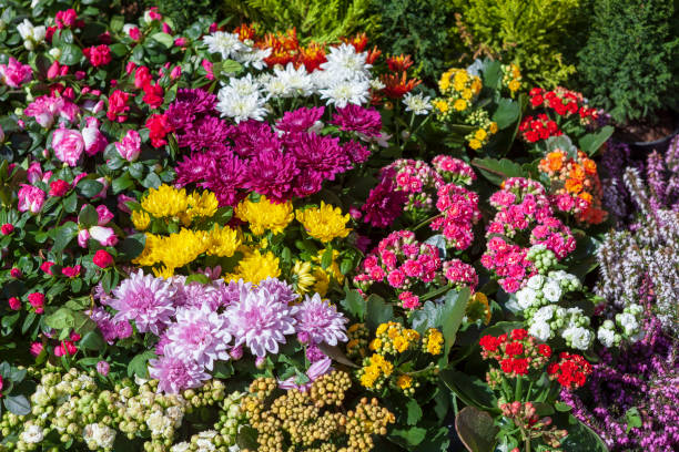 istock Flower day flowers 1055116074