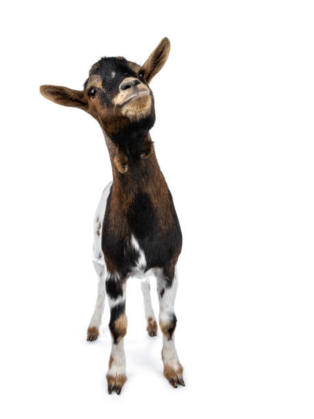 istock Cute white, brown and black spotted pygmy goat standing front view with closed mouth, looking up isolated on white background 1055116768