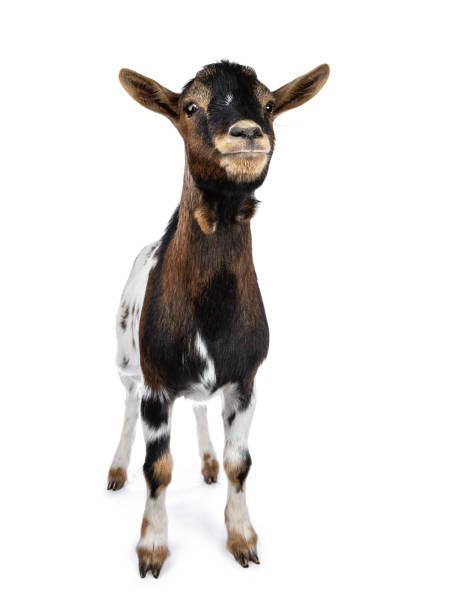 istock Cute white, brown and black spotted pygmy goat standing front view with closed mouth, looking straight ahead isolated on white background 1055116770