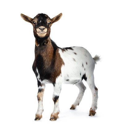 Goats are posing in a village in the Kaz Mountains (Ida Mount).