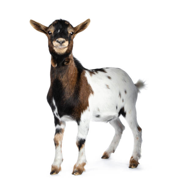 Cute smiling white, brown and black spotted pygmy goat standing side ways with closed mouth, looking straight at camera isolated on white background White with black and brown spotted pygmy goat on white background bovidae stock pictures, royalty-free photos & images