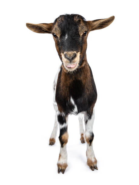 istock Cute white, brown and black spotted pygmy goat standing front view with open mouth and showing tongue, looking at camera isolated on white background 1055116836