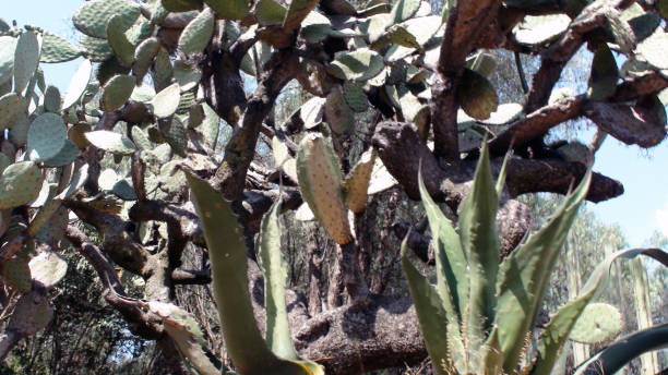 istock Cactus Wild Plant Landscape Scene. Mexico 1055123898