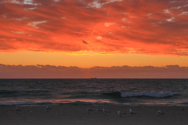 Evening sunset and seagulls on Australian beach