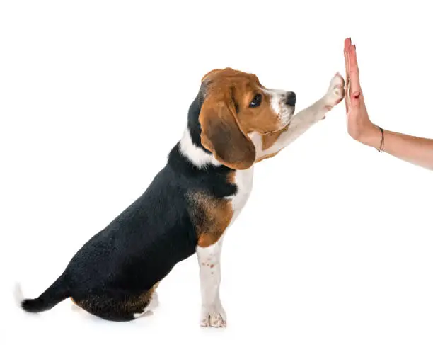 beagle dog in front of white background