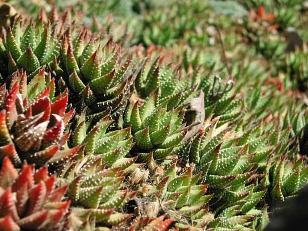 istock Haworthia coarctata var greenii 1055126790