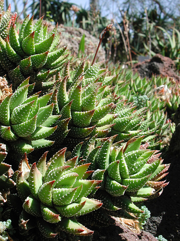 clumps of Haworthia coarctata var greenii
