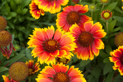 Bright red and yellow Indian Blanket flowers, Surrey, England.