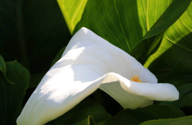 istock A single Arum Lily flower, Surrey, England 1055129518