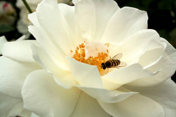 syrphe (mouche commune de hover rubané, syrphe, mouches syrphides) blanc fleur de camellia, surrey, angleterre - hoverfly nature white yellow photos et images de collection