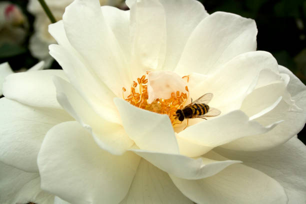 hoverfly (wspólne banded hover fly, mucha kwiatowa, syrphid fly) na białym kwiat camellia, surrey, anglia - hoverfly nature white yellow zdjęcia i obrazy z banku zdjęć
