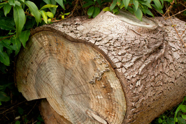istock Rings of a log, Surrey, England 1055131624