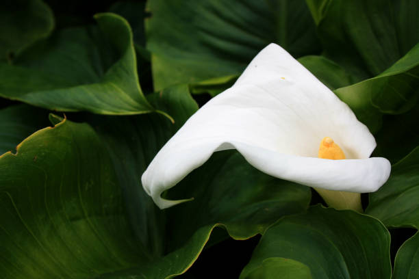 istock A single Arum Lily flower, Surrey, England 1055131738
