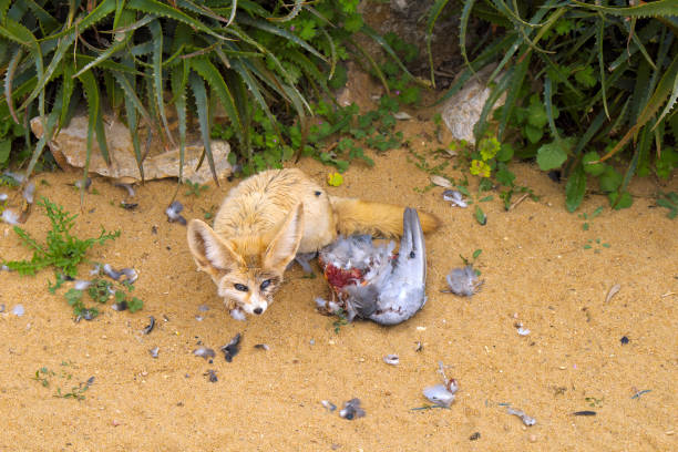 Single Fennec fox, Vulpes zerda, with prey in a zoological garden