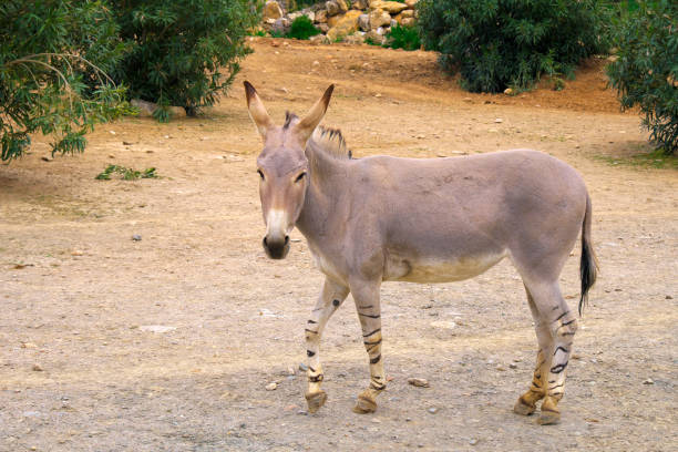 Single Somali wild ass donkey, Equus asinus somalicus, in a zoological garden stock photo