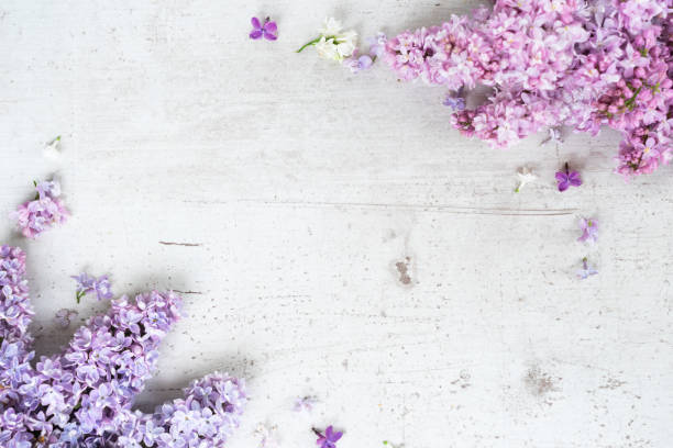 istock Fresh lilac flowers 1055134950
