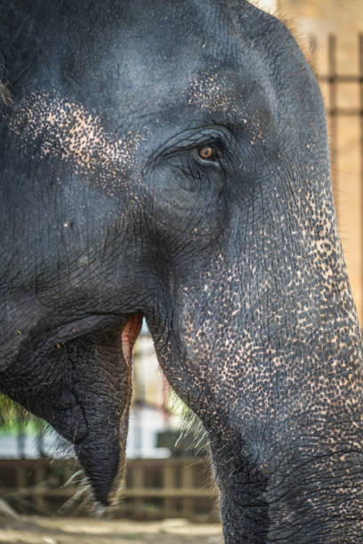 istock Elephants of Sri Lanka 1055137364