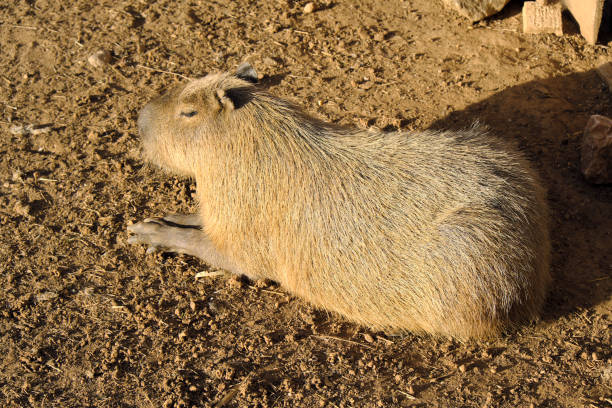 istock Single Capybara, known also as Chiguire or Carpincho, Hydrochoerus hydrochaeris, in a zoological garden 1055138094