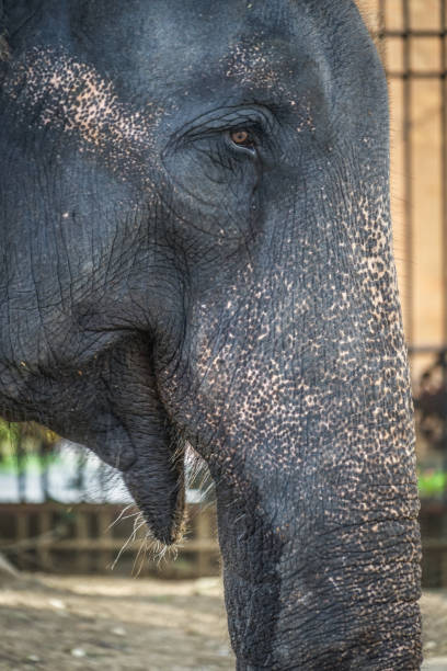 istock Elephants of Sri Lanka 1055139636