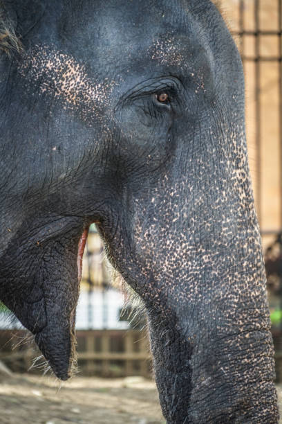istock Elephants of Sri Lanka 1055141806