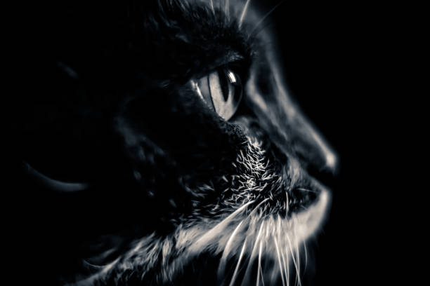 Artistic black and white portrait of a cat.