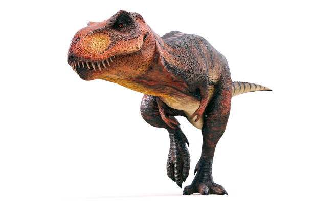 3d tyrannosaurus rex rendern auf weißem hintergrund - carnivore stock-fotos und bilder